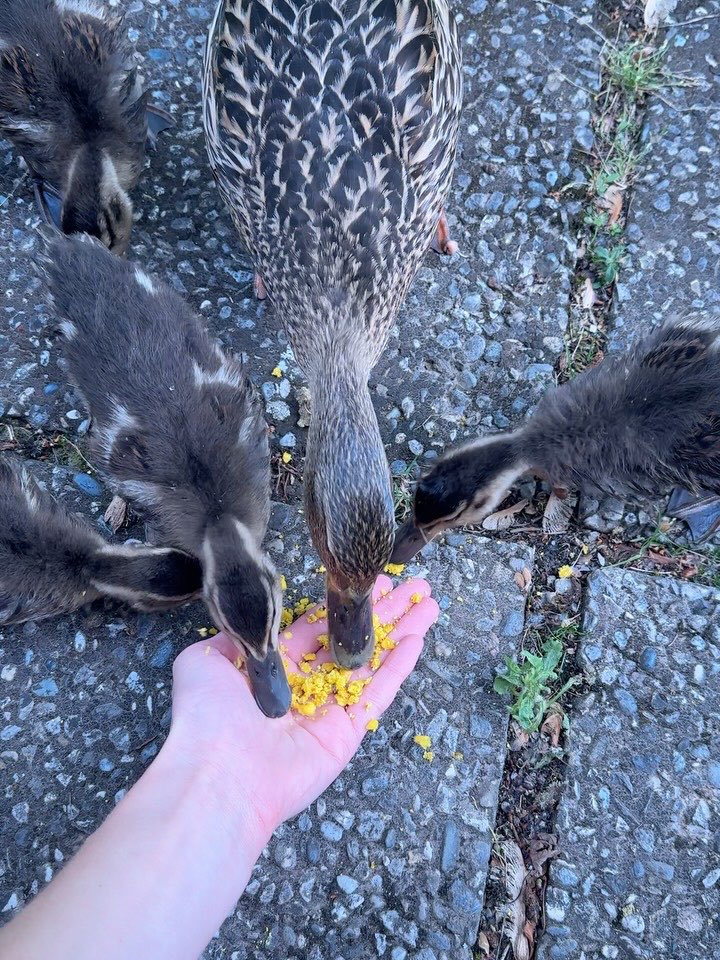 katie112113's tweet photo. Feathered friends and lake-side trends https://t.co/s7mzNtYgno