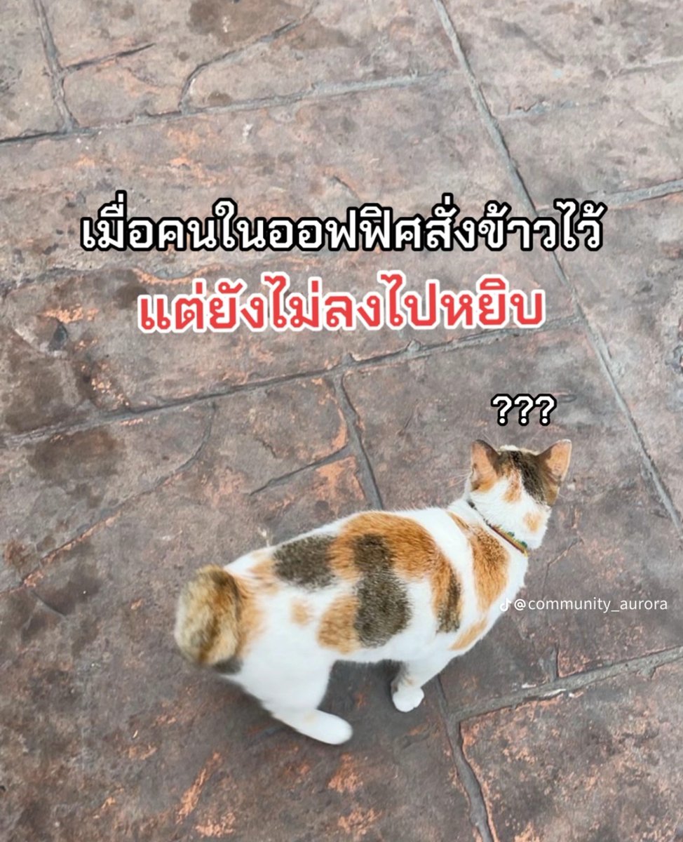 swap_pb's tweet photo. เจอผู้ต้องหาแล้ว!!!!
   น้องน่ารักอะ มาช้ากว่านี้เจ้าของข้าวคงอดกินปลาชิ้นนั้นแน่ๆ555555555 https://t.co/aPioMnVHkF