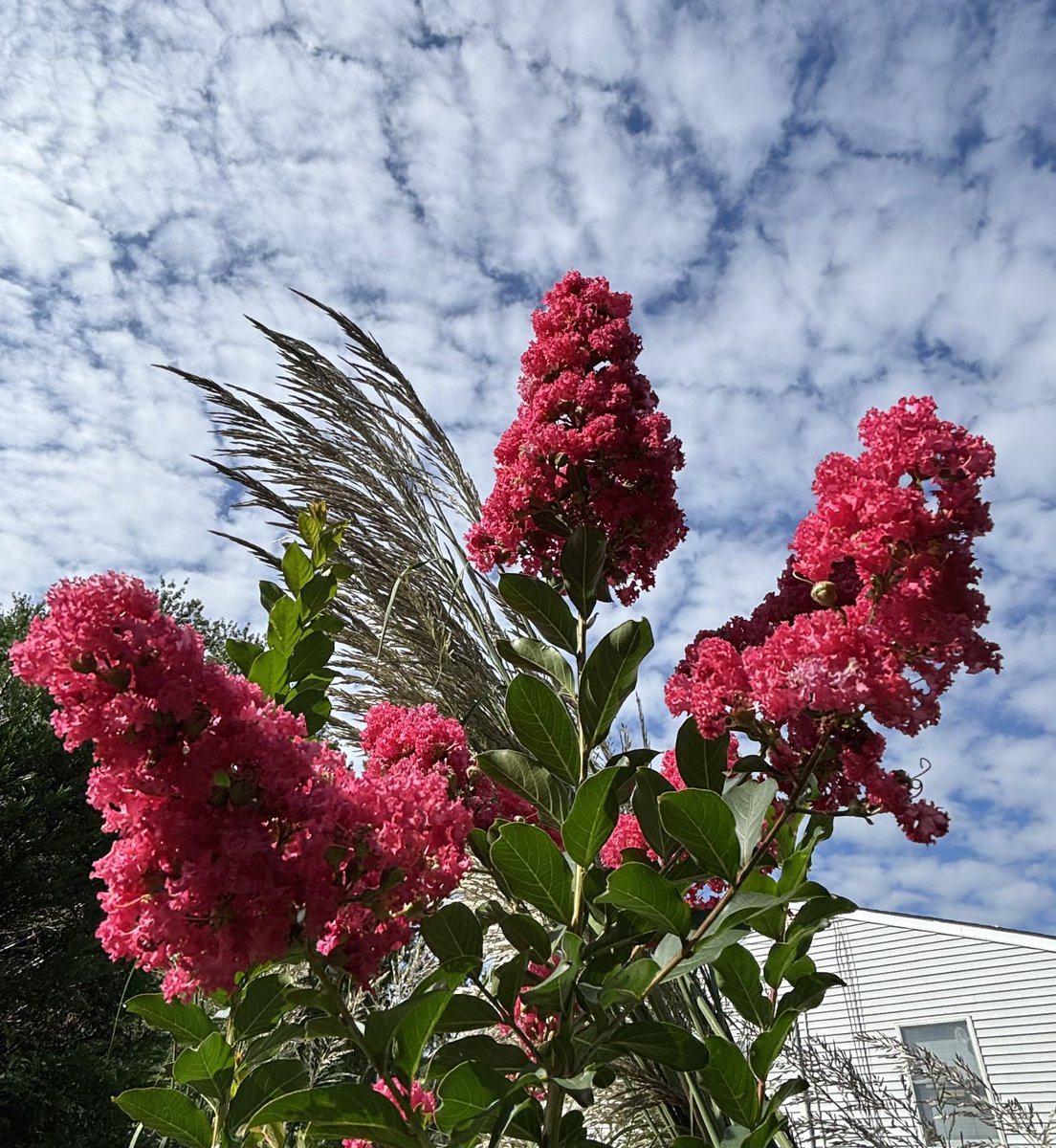 Selectajerry's tweet photo. Sattaday morning Plant Pics
#InnaMiYard https://t.co/TRa4530PEd