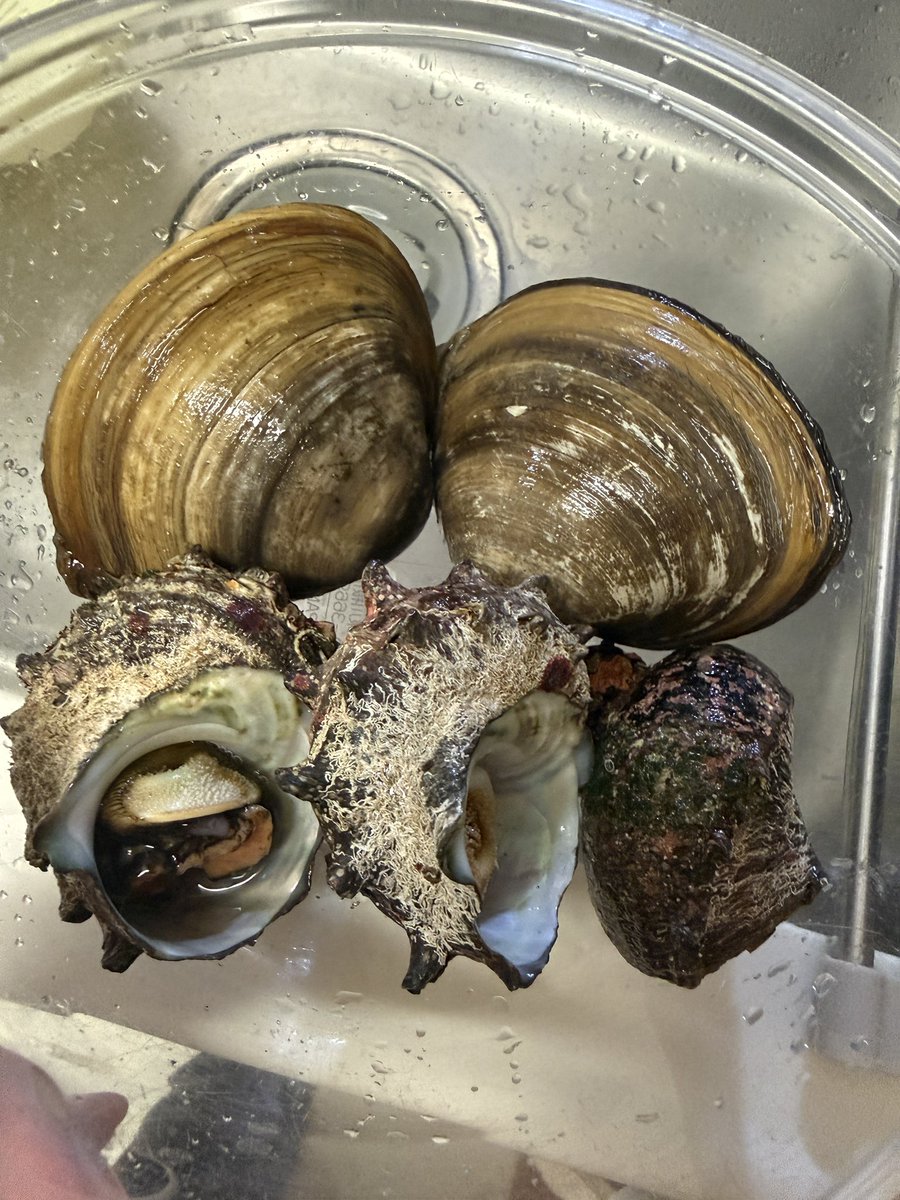 amnos_luv5's tweet photo. 近所の鮮魚店で買って捌いて刺し盛り作った旦那大喜びだった♡♡ https://t.co/QJ20Aehi78