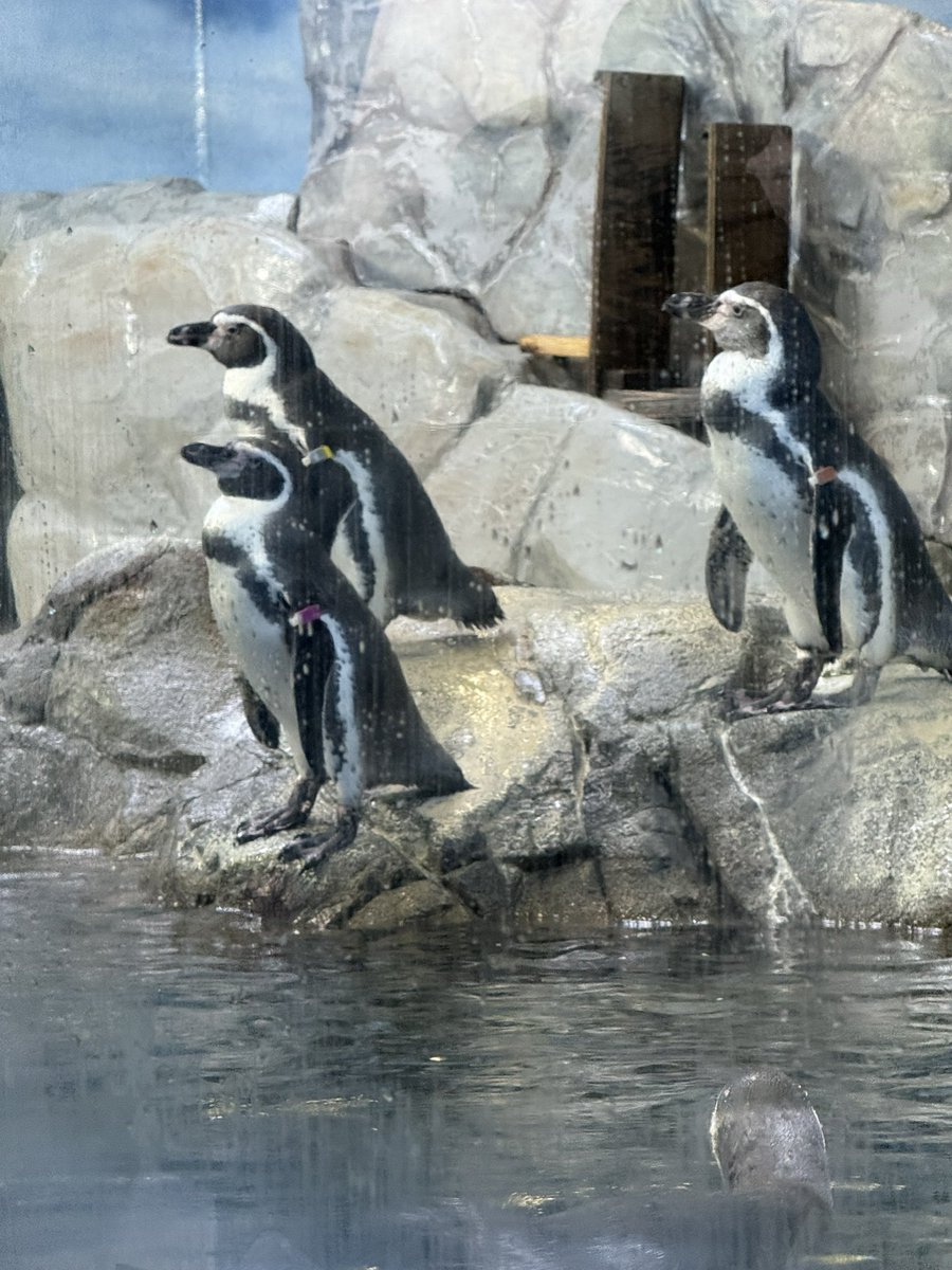 puchin_smile's tweet photo. 女子会旅2日目〜水族館楽しかった✨☺️
ペンギンのご飯タイム🐧面白かったぁ！イルカショー🐬も斬新で楽しかったなぁ〜✨ https://t.co/o5UqB3gYuq