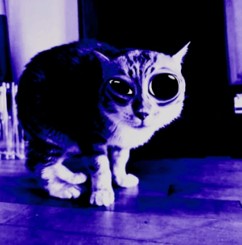 jackosob tweet picture