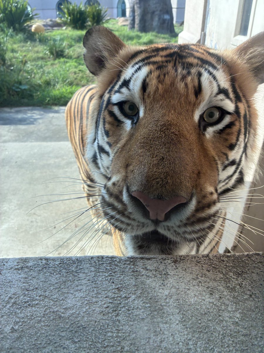 MikeTheTiger's tweet photo. Hey. I’ll have a frozen oxtail, a goats milk popsicle, and a Tiger win. Yep. That’s it. Thanks. https://t.co/p36ocvDefx