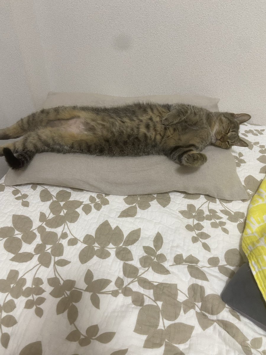 tyobichee's tweet photo. まくらを奪われた。声掛けたら寝返りうって伸びてもうた。
#猫のいる暮らし
#猫のいる生活 https://t.co/CBL1JZsRsP