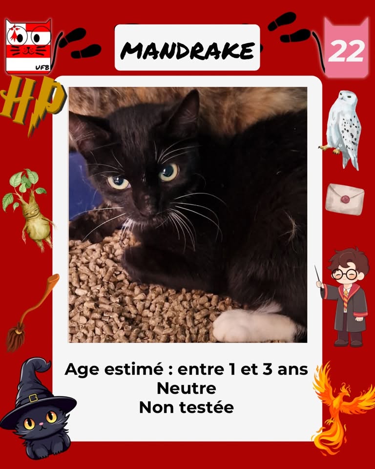 justineducern's tweet photo. En fourrière en Bretagne dans le dépt 22 
Je suis à ADOPTER  mais avant le 18/09/26
pour me sauver et me permettre de continuer à vivre, 
Pour renseignements: 
Contacter Urgences fourrières de Bretagne par ce lien bleu, et faire un message   https://t.co/cij7aMhLYw https://t.co/PYQpX4j6a1