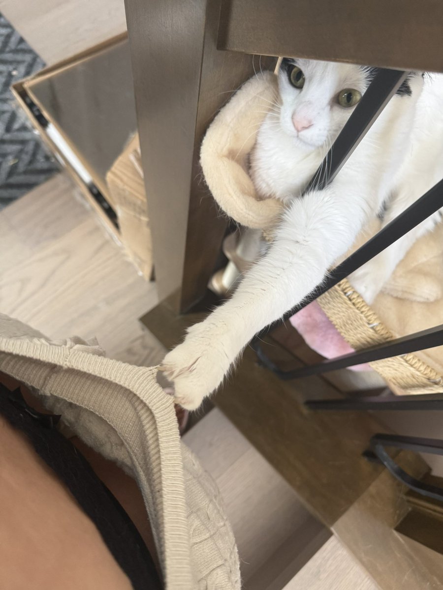 CottontailVA's tweet photo. khajiit has wares, if you have coin.. https://t.co/o6el6NSDBi