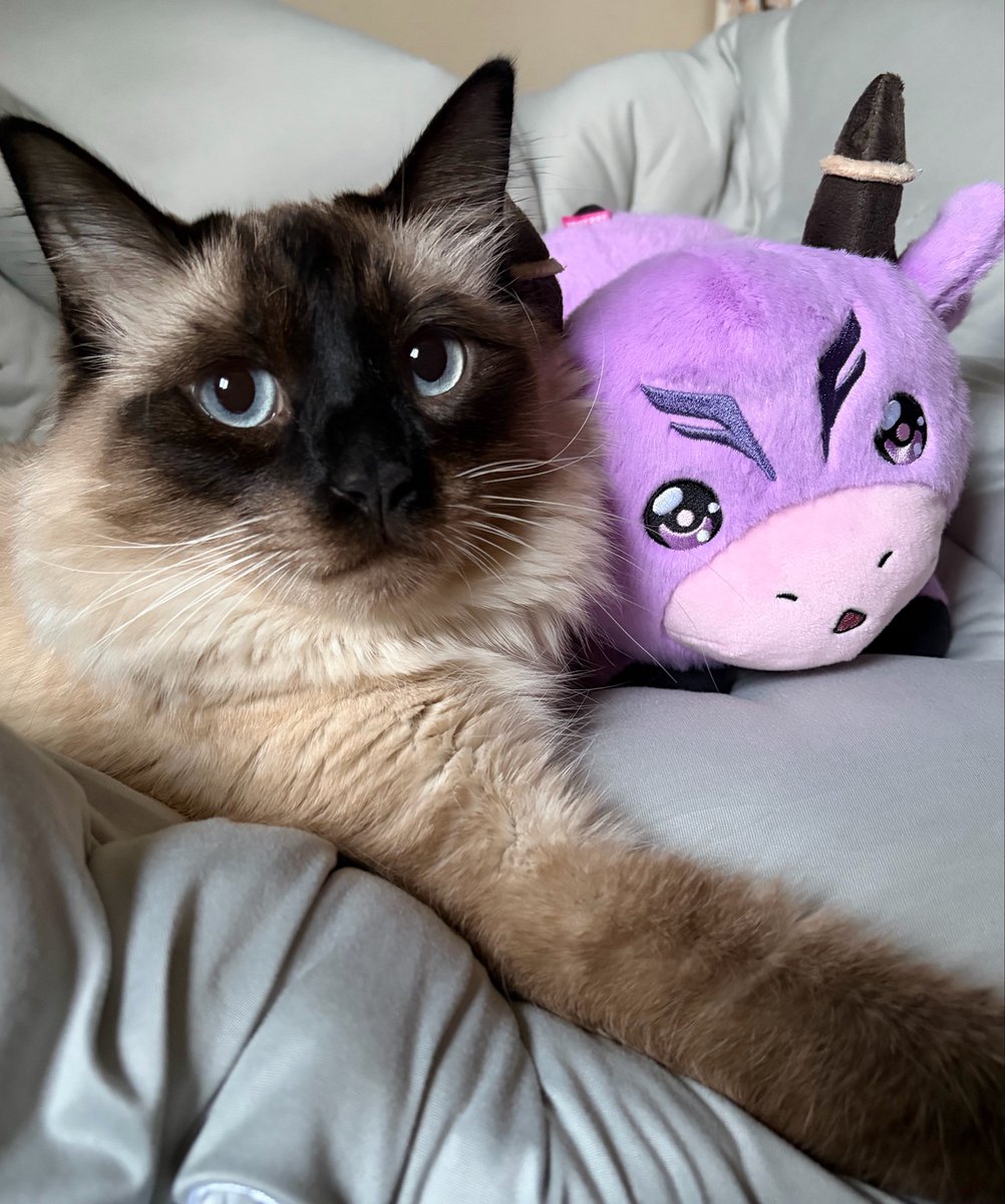 itsnotaauni's tweet photo. BULLIEEEEEEEEEEE!!!! idk if my cat likes him or not ? https://t.co/EFMN1lhUUr