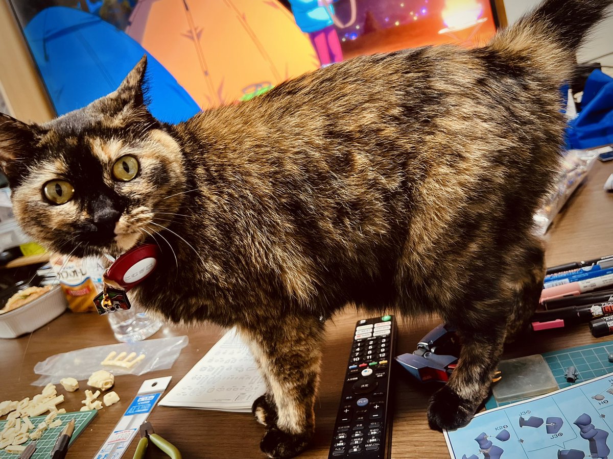 hamanoKhanon's tweet photo. プラモ会でした🐈
自分のキット組み立てを止めて逆シャアに食い入ってしもた🌏
そして、涙が出るほど懐かしいキット(未組み立て)見せてもろた🤩 https://t.co/iTaUA54wTm