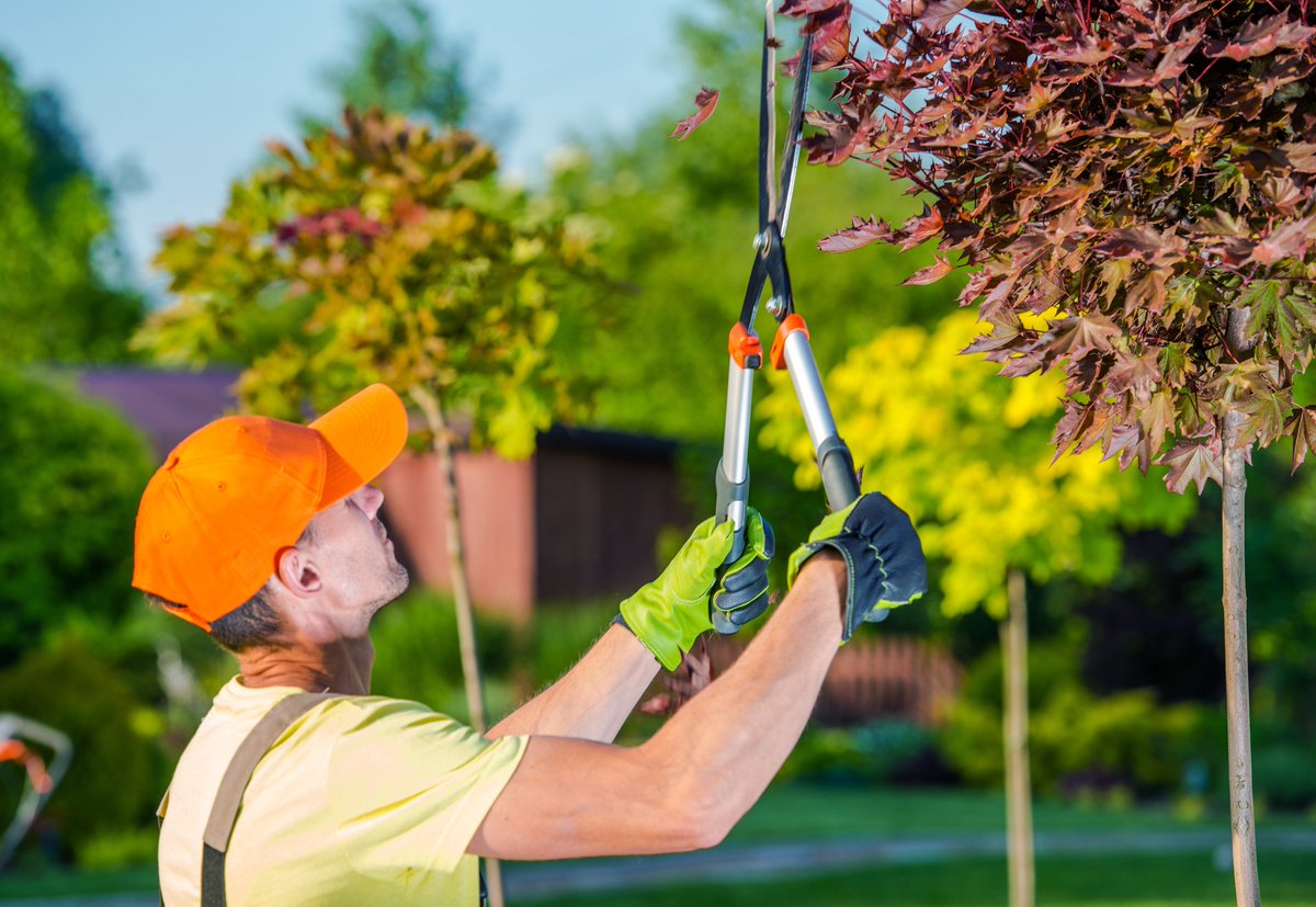gibbstree's tweet photo. A well-maintained tree can brighten your property, improve clearance, and support healthier growth. With Residential tree trimming in AR, Gibbs Tree Service helps homeowners maintain balanced canopies and attractive outdoor spaces. 
https://t.co/IcX5oXoHlg
#TreeTrimming #TreeCare https://t.co/EUgYUJiihI