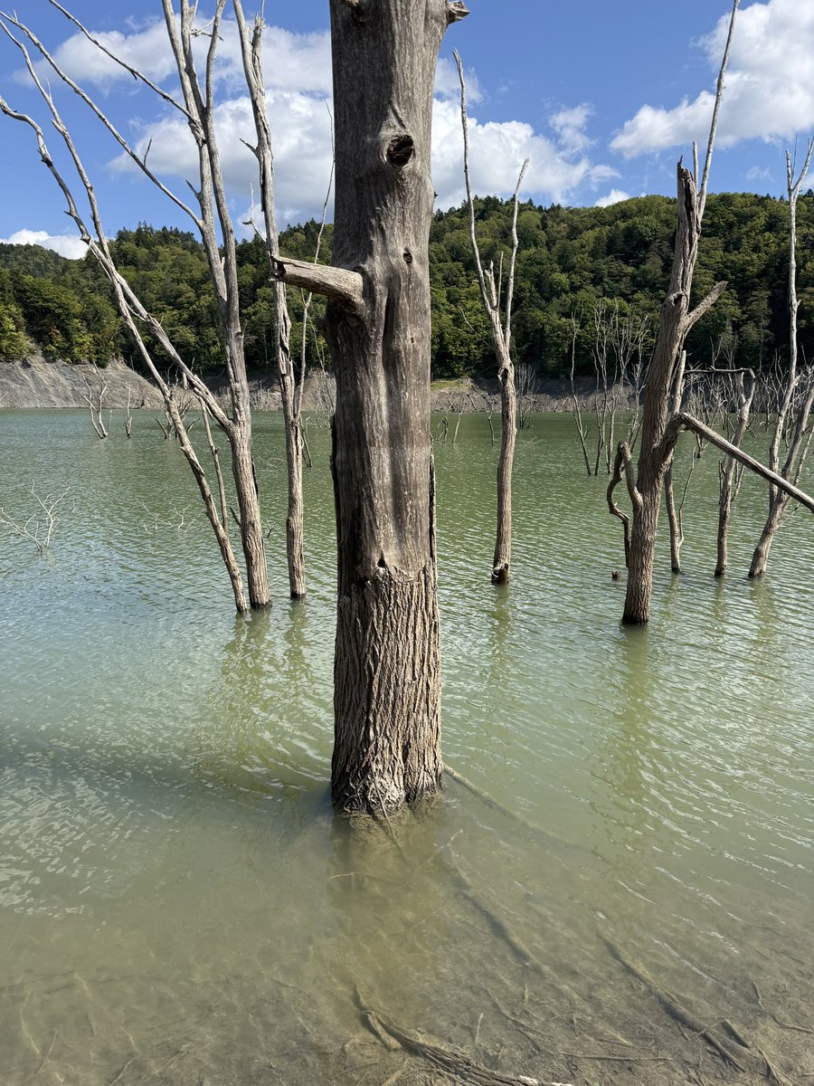 184freaks's tweet photo. シューパロ湖の鹿島地区の一般開放で散策

良きかな良きかな https://t.co/2cm97SxIRs