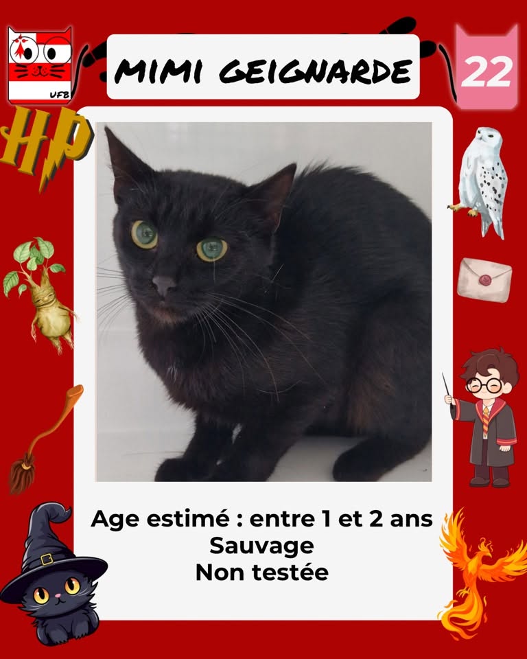 justineducern's tweet photo. En fourrière en Bretagne dans le dépt 22  
Je suis à ADOPTER  mais avant le 18/09/26
pour me sauver et me permettre de continuer à vivre, 
Pour renseignements : 
Contacter Urgences fourrières de Bretagne par ce lien bleu, et faire un message   https://t.co/cij7aMhLYw https://t.co/xJX7ULZkGa