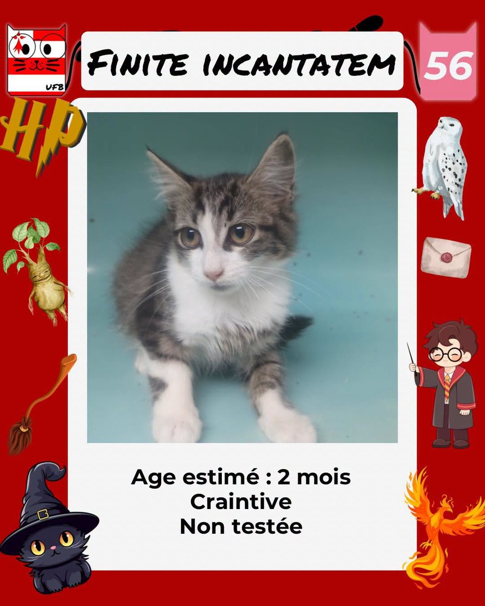 justineducern's tweet photo. En fourrière en Bretagne dans le dépt 56 
Je suis à ADOPTER  mais avant le 18/09/26 
pour me sauver et me permettre de continuer à vivre,  
Pour renseignements : 
Contacter Urgences fourrières de Bretagne par ce lien bleu, et faire un message   https://t.co/cij7aMhLYw https://t.co/8YPbHYpWf4