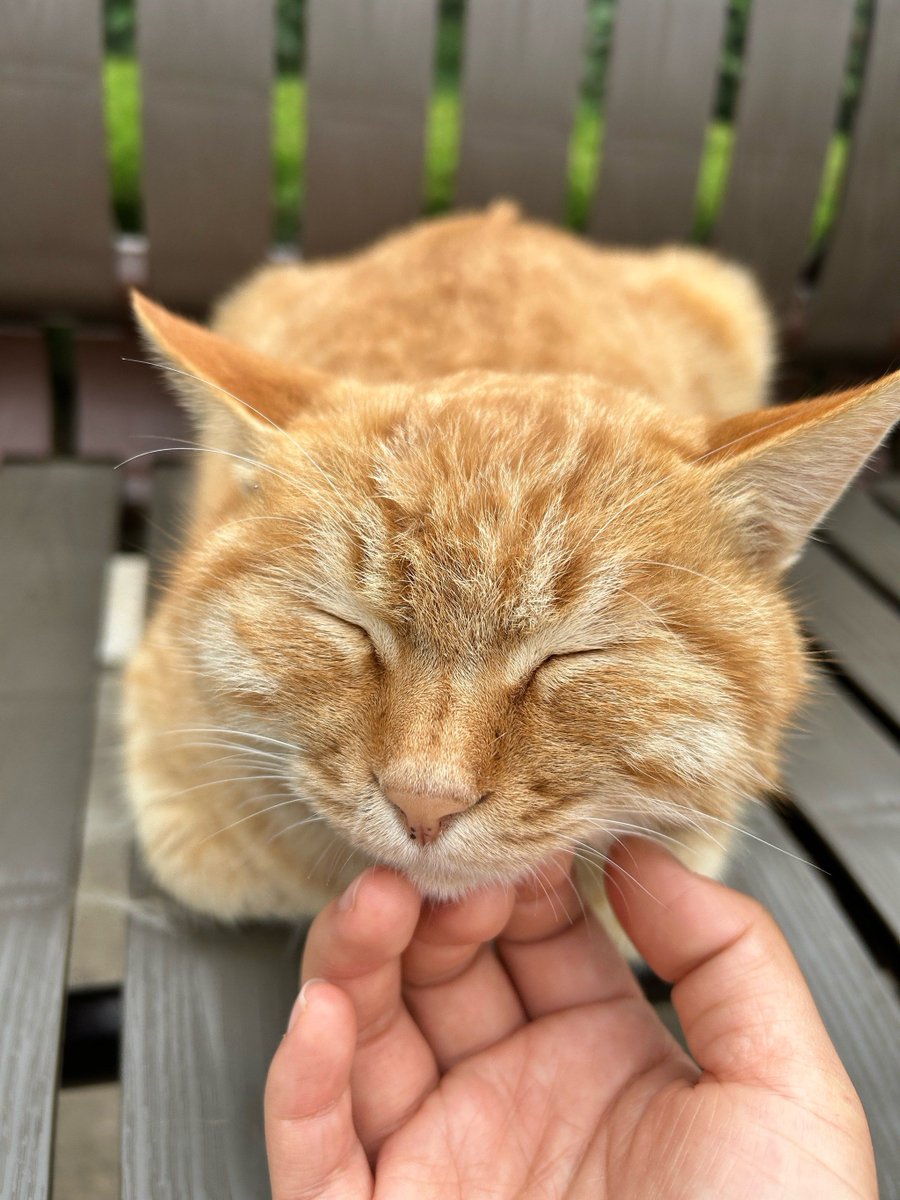 aizazrahoo's tweet photo. A rainy Saturday calls for a snuggle buddy! My fluffy cat Max is the best co-pilot for lazy, movie-watching days https://t.co/3kYOxt0NZt