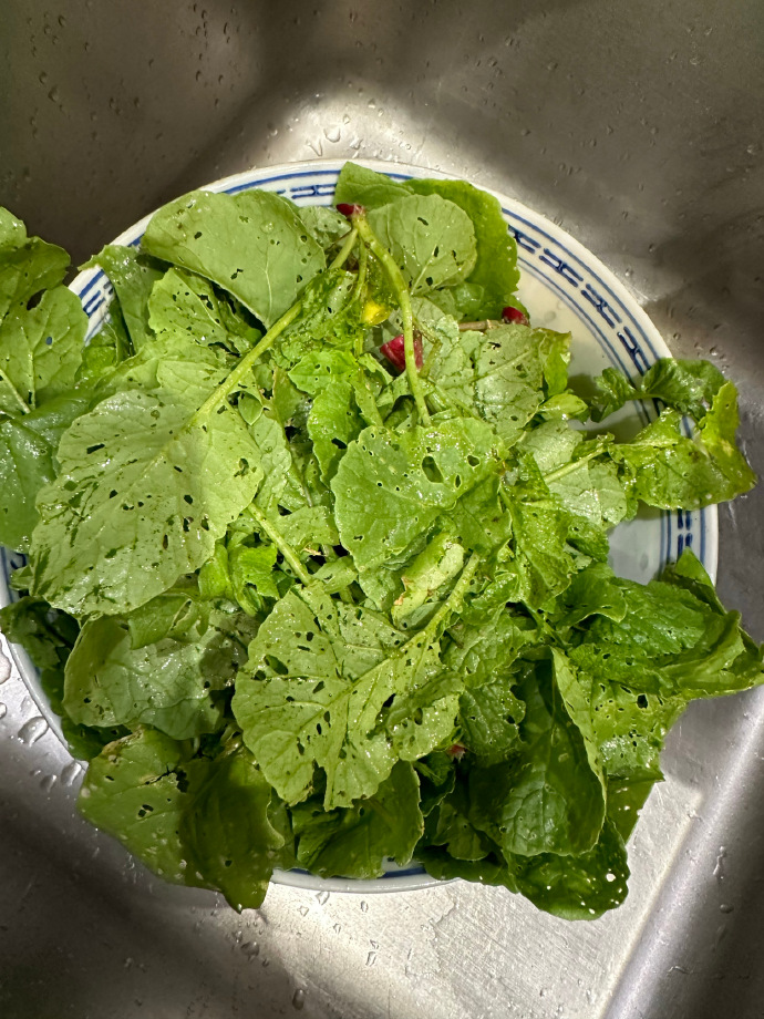 OnurSenjxjd's tweet photo. [A year ago I survived on instant noodles. Now I’m making my own healthy stir-fry with veggies from my balcony. Small steps, big wins!]， https://t.co/GswDckzNup
