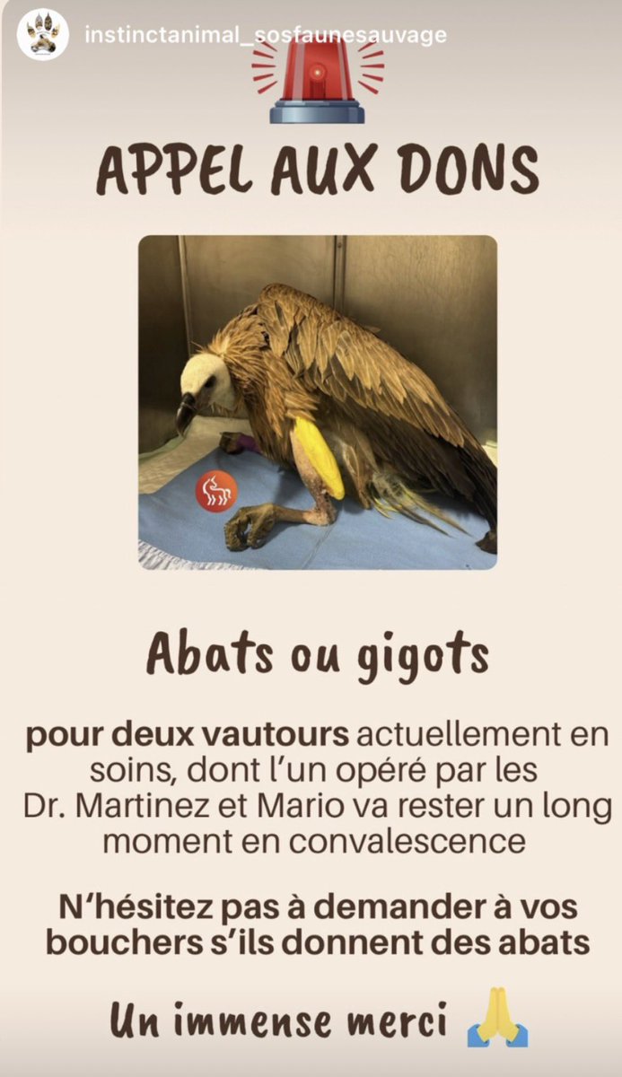martinez_vet_'s tweet photo. 🚨 Appel aux dons alimentaires pour deux vautours actuellement en soins au centre Instinct Animal - SOS Faune Sauvage : celui que j'ai opéré récemment et qui va rester un long moment en convalescence, et un second dont j'ai fait les prélèvements pour des difficultés respiratoires. 

Pour les habitants du 06 : ils ont besoin d'abats ou de gigots.

N'hésitez pas à demander à vos bouchers s'ils ont des invendus à donner. 

Un immense merci 🙏 #FauneSauvage