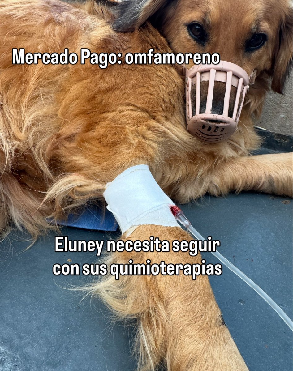 OMFA_Refugio's tweet photo. Eluney llegó al Refugio hace tan solo 13 días con un tumor de sticker enorme, con infección y un dolor que no la dejaba ni siquiera sentarse. Ella ya recibió una quimioterapia y el resultado es un avance enorme!! i pueden ayudarnos a salvarla pueden colaborar a nuestras cuentas https://t.co/HKso7huEs8