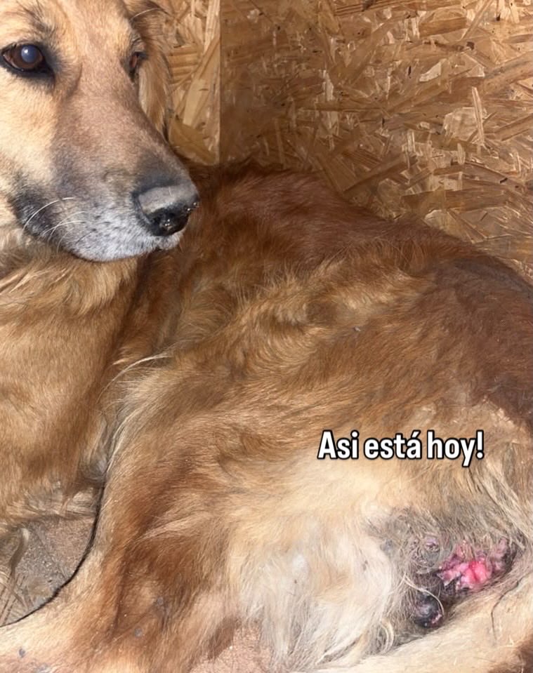 OMFA_Refugio's tweet photo. Eluney llegó al Refugio hace tan solo 13 días con un tumor de sticker enorme, con infección y un dolor que no la dejaba ni siquiera sentarse. Ella ya recibió una quimioterapia y el resultado es un avance enorme!! i pueden ayudarnos a salvarla pueden colaborar a nuestras cuentas https://t.co/HKso7huEs8