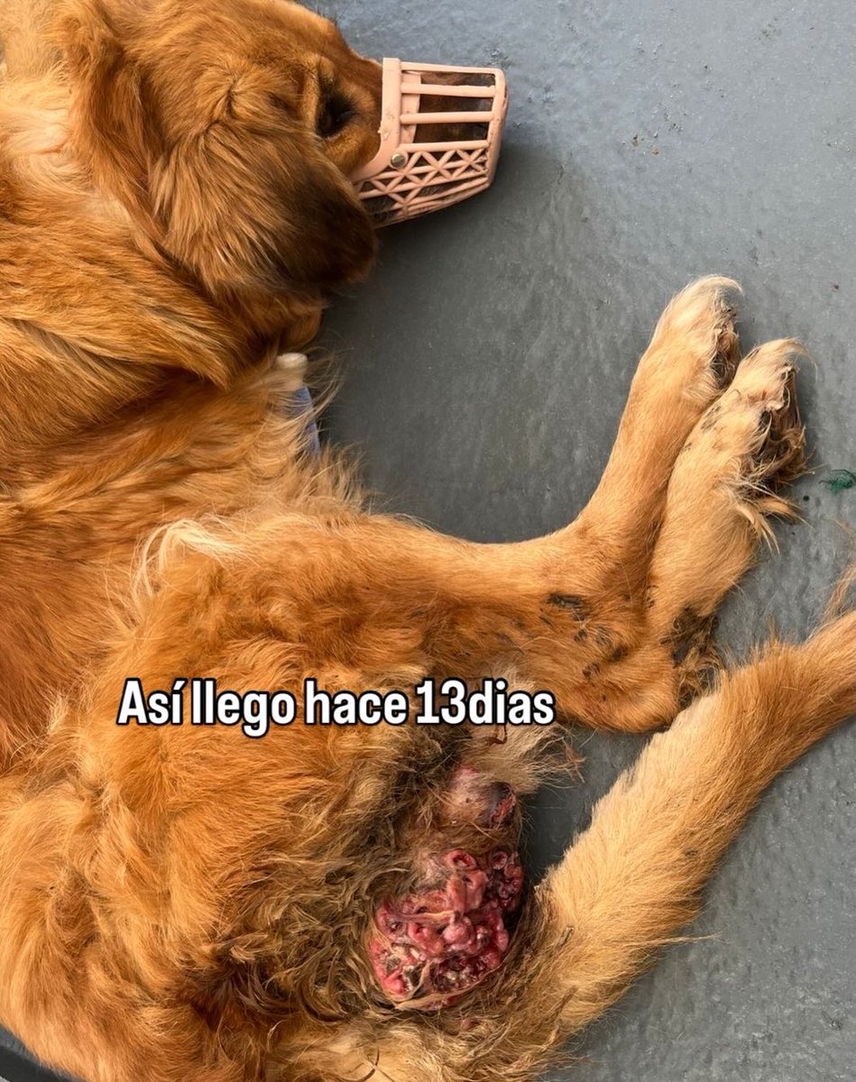 OMFA_Refugio's tweet photo. Eluney llegó al Refugio hace tan solo 13 días con un tumor de sticker enorme, con infección y un dolor que no la dejaba ni siquiera sentarse. Ella ya recibió una quimioterapia y el resultado es un avance enorme!! i pueden ayudarnos a salvarla pueden colaborar a nuestras cuentas https://t.co/HKso7huEs8