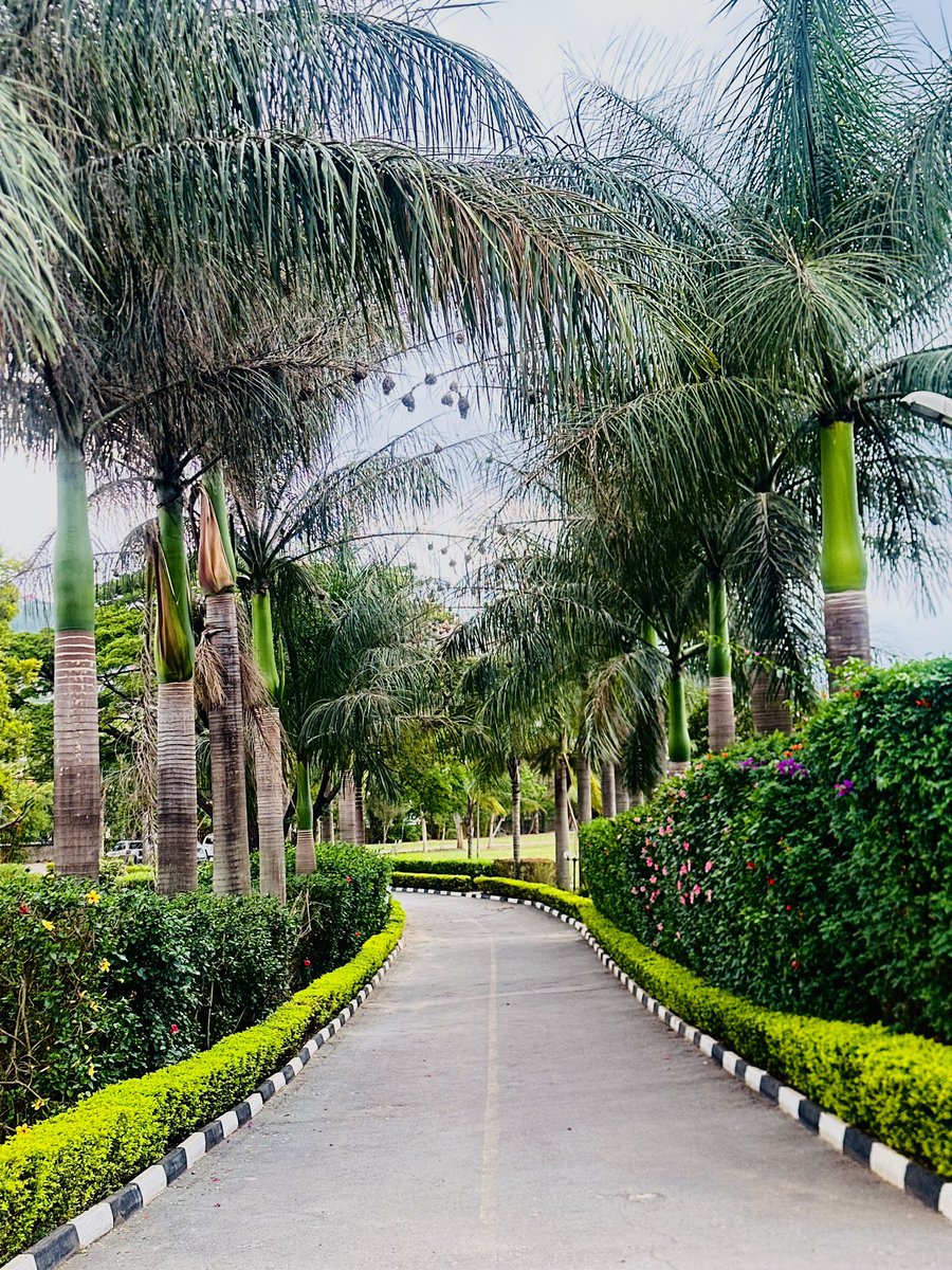 Igongocc's tweet photo. Our view this evening!
The lush green pathways at Igongo Country Hotel.
#VisitIgongo https://t.co/y8xg47NwcB