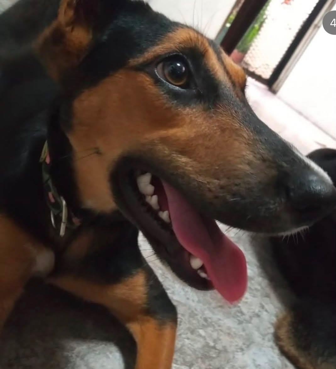 muypauly's tweet photo. Por favor necesitamos saber donde esta Canela. Si hoy salen a pasear, por favor estén atentos si ven a esta perrita que se perdió. Por favor su familia esta desesperada desde el 24 de junio. Creemos que la persona que la encontró se adueñó de ella, pero ella ya tiene familia https://t.co/Eu7TLd7ZUV
