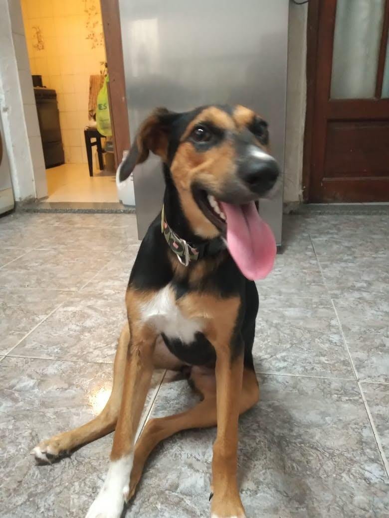 muypauly's tweet photo. Por favor necesitamos saber donde esta Canela. Si hoy salen a pasear, por favor estén atentos si ven a esta perrita que se perdió. Por favor su familia esta desesperada desde el 24 de junio. Creemos que la persona que la encontró se adueñó de ella, pero ella ya tiene familia https://t.co/Eu7TLd7ZUV