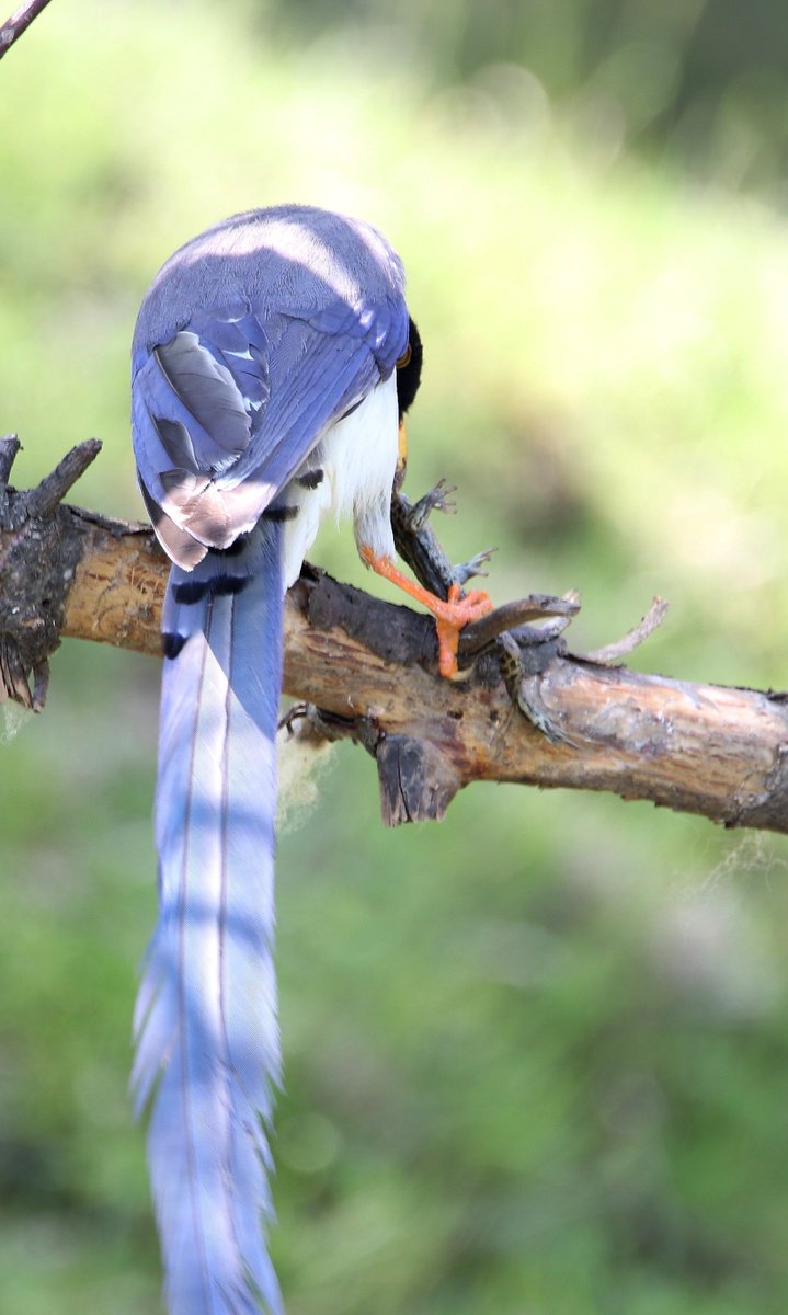 sofiQayoom's tweet photo. Yellow Billed Blue Magpie with his kill...

#Birdsofbaramulla
Kashmir 

@IndiAves @NatureIn_Focus @Canon_India https://t.co/brufkViLyk