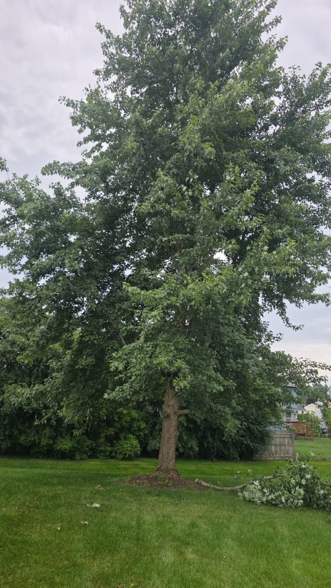 TreemanBuffalo tweet picture