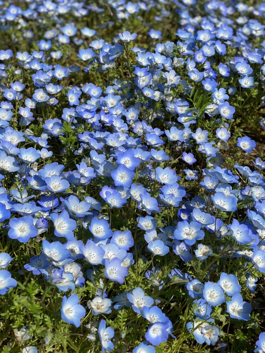 rukun715907's tweet photo. #ダイアベティスフォトコン2026 
ネモフィラです！花言葉は成功🌸 https://t.co/8pnj8SOuSR
