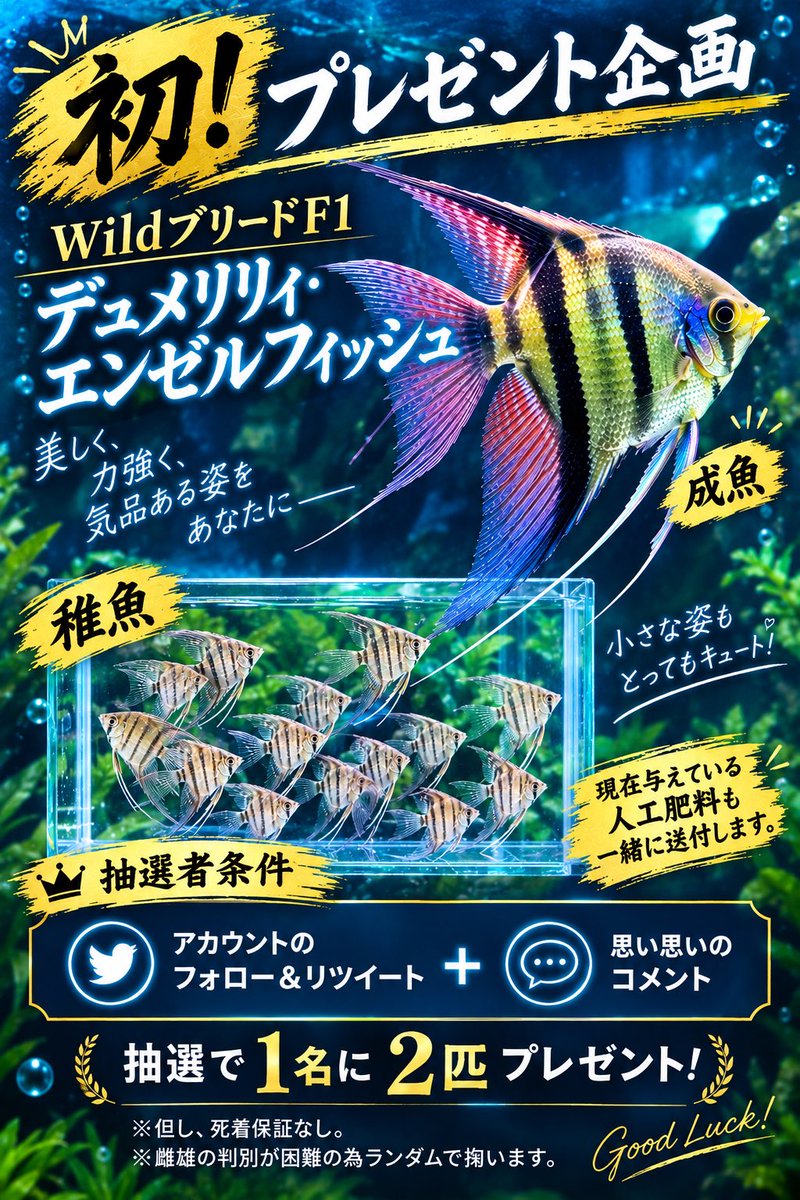 ysm805's tweet photo. 本日24:00時〜9月16日23:45分まで。
今回は発送の試しのため、
プレゼント企画となります🥰
質問など受け付けます😇

#デュメリリィエンゼルフィッシュ https://t.co/8YUSKgmV56