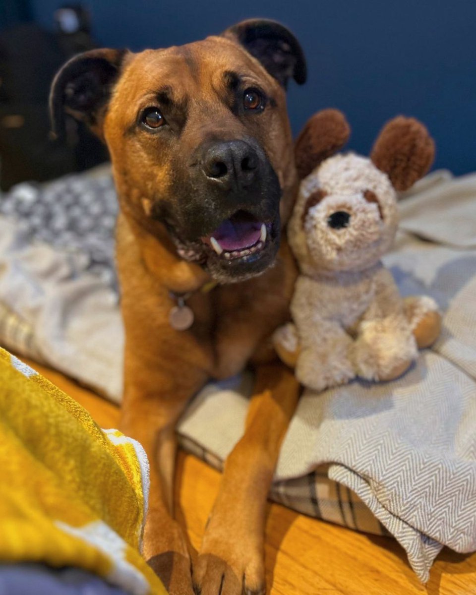 DogsTrust's tweet photo. After 678 days, Snoops could finally pack his bags and headed off to his forever home 💛 

Since being adopted, Snoops has continued his dog socialisation and training, he's gone to private fields and has his own sofa to chill on throughout the day. https://t.co/InOvDJKbkO
