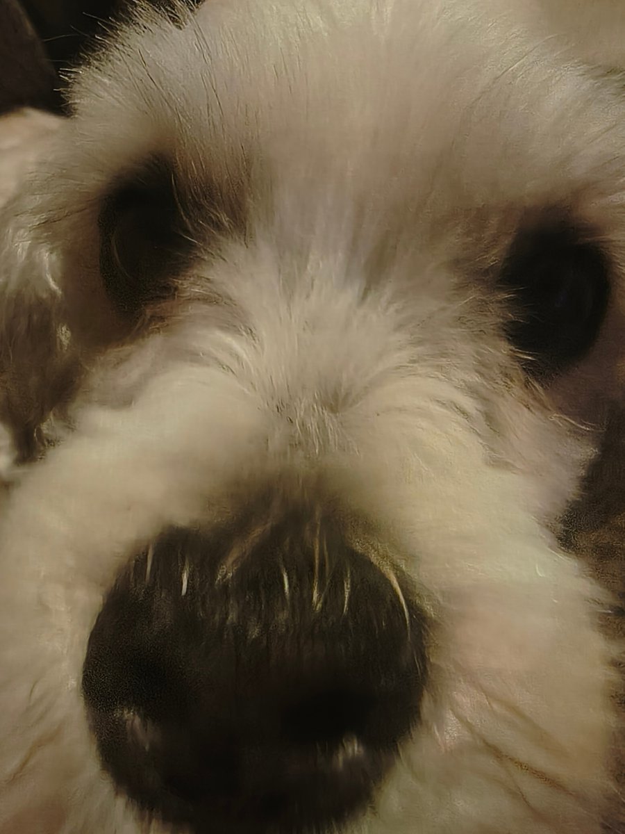 THEreelANTMAN's tweet photo. Zeno DOG is checking in on you and hoping you are doing okay! https://t.co/PfLr0dp428
#ZenoDog #FatTonyPistol #OriginalMusic #dog #bandcamp https://t.co/OeA8kymhfb