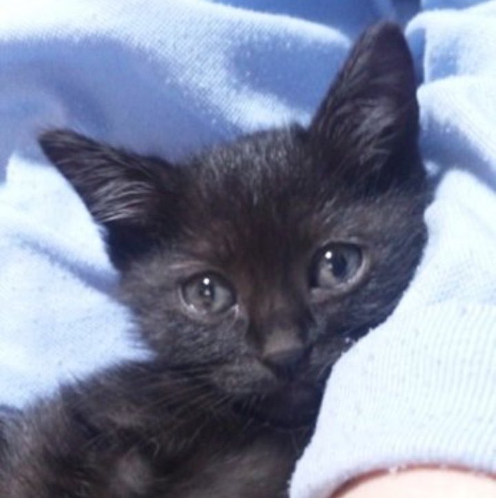 _pomkey's tweet photo. 今朝5:21、愛猫Keyが旅立ちました。

2012年5月21日に出会い、
2026年9月12日の5:21に旅立ったKey。

最期に声を上げたのは、旅立つその瞬間。
今までの感謝を伝えているようだった。

14年間ありがとう。
人生の3分の1以上を一緒に過ごせて幸せだった。

大好きだよ。
またいつか会おうね。 https://t.co/fMOPbTa5hl