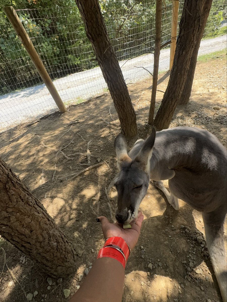 notbludior's tweet photo. Animals>>> humans 🥺🫶🏾 https://t.co/b4vVz8yhle