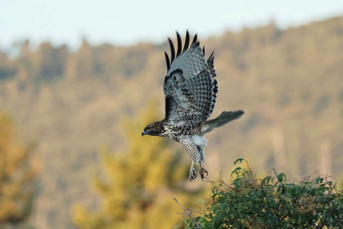 Red-tailed hawk flies at Cuyamaca Rancho State Park.