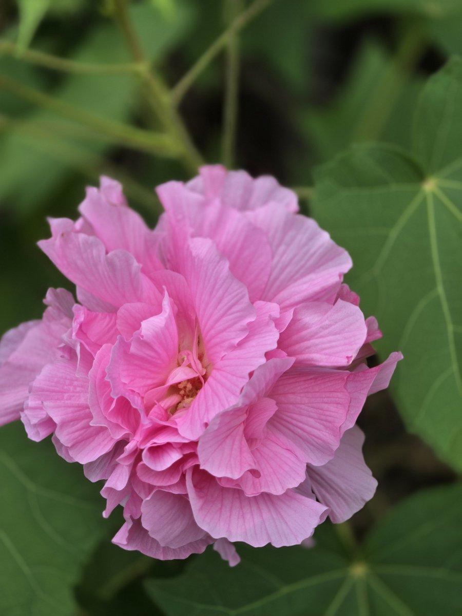 MarkKellyks5m's tweet photo. Hibiscus  Mutabilis....Confederate  Rose.....Bloomed this morning....this particular bush/tree, a few years ago would bloom pink in the morning,  and blue in the afternoon....it has not done that,  in several years....just blooms pink. https://t.co/3yGUysUHvk
