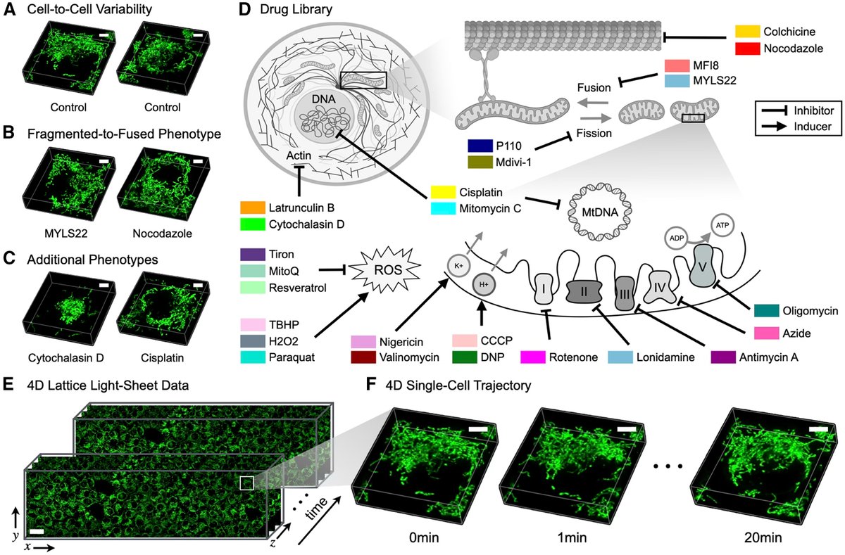 FScholkmann's tweet photo. High-resolution 4D imaging of mitochondrial phenotypes (Agarwal et al., 2026, https://t.co/rgnspX5XZz).  
"Mitochondrial form encodes bioenergetic function" https://t.co/cgPJ6Pkfep