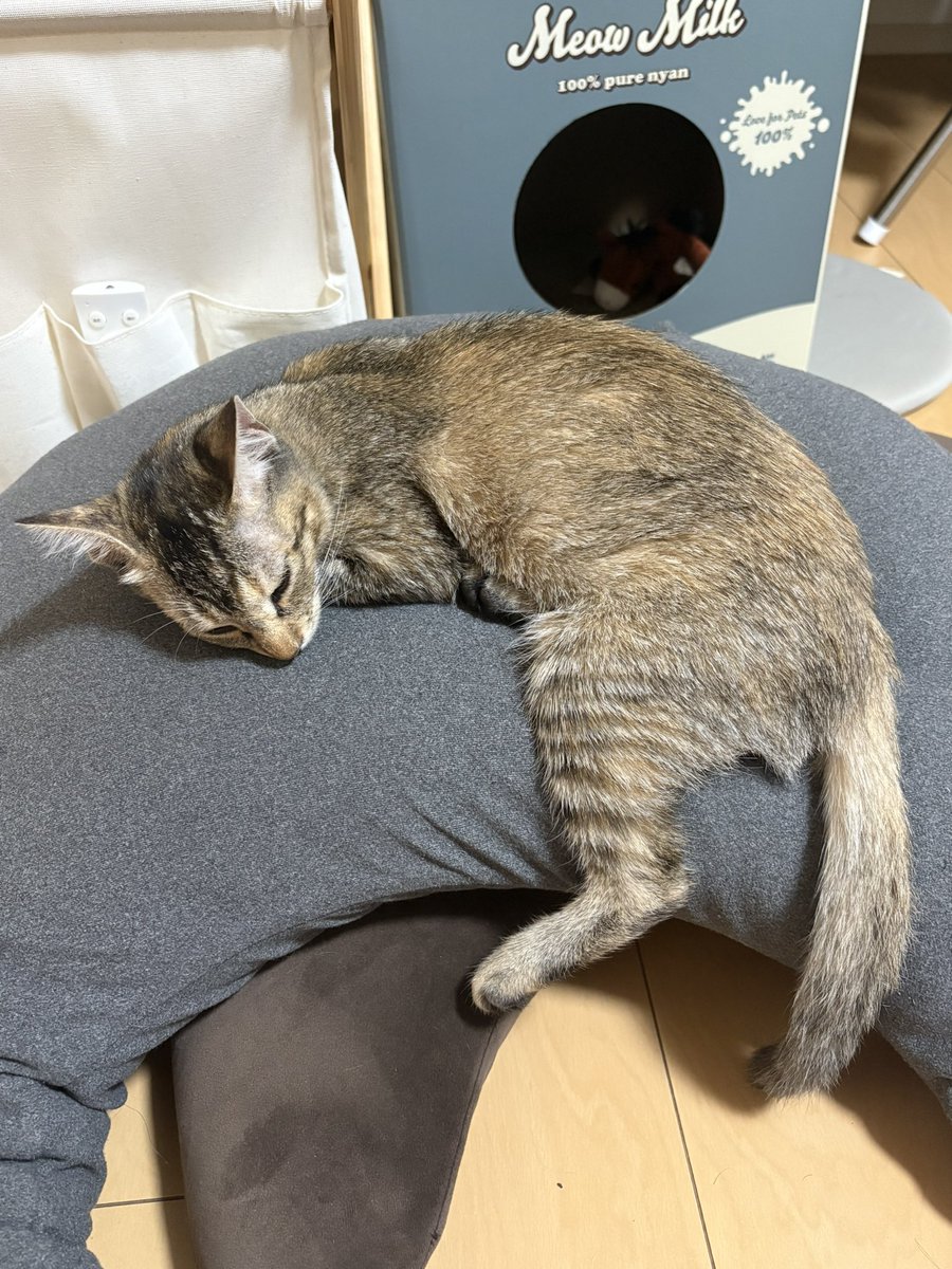 yapitamQ's tweet photo. 流れる猫 https://t.co/0ilRshDWPU