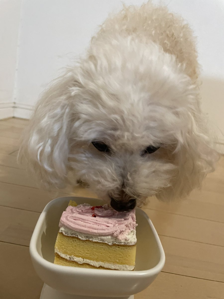 keynaka2's tweet photo. 17歳になりました🐶
🎂ペロリと平らげたw https://t.co/6PTtvlWJuC