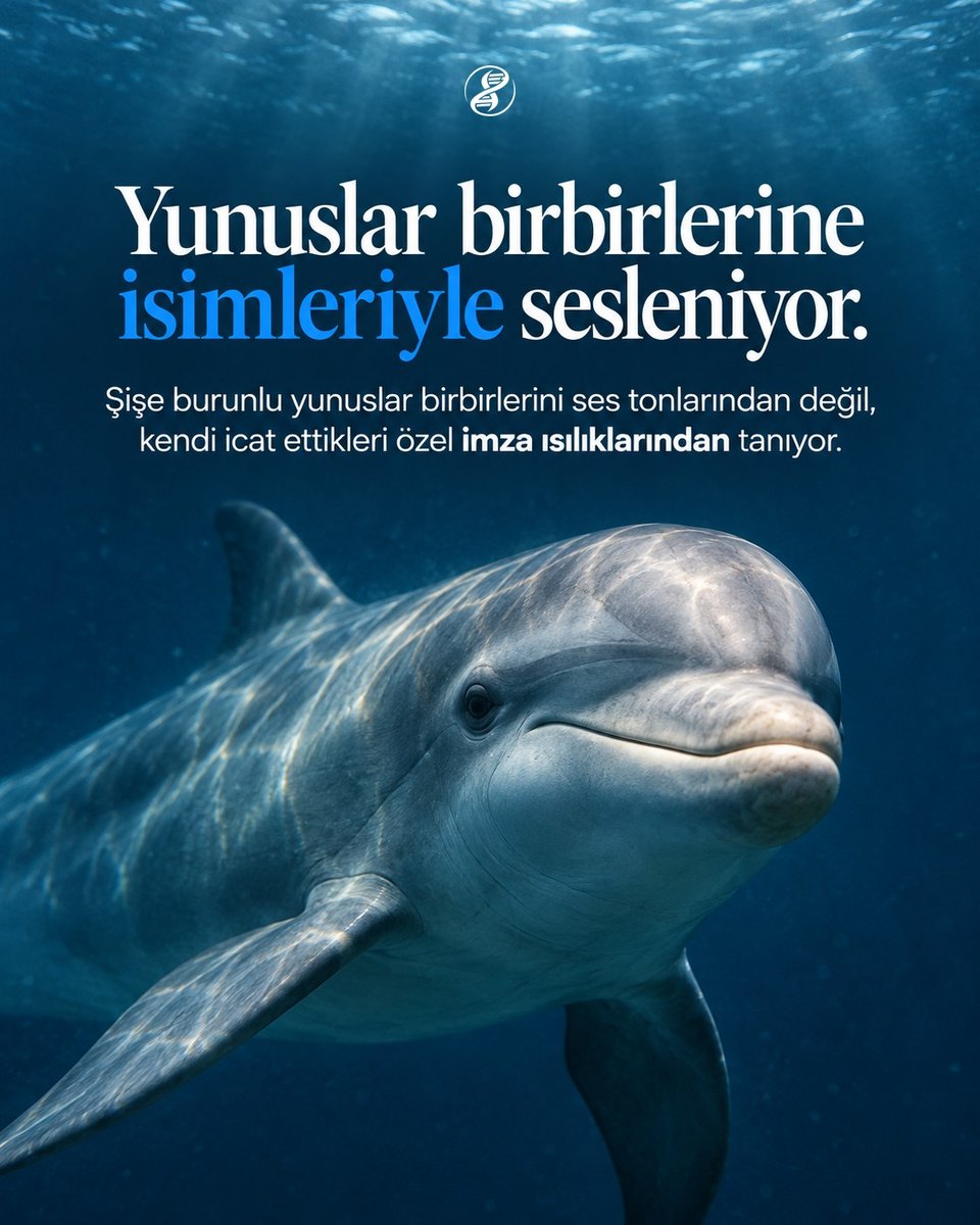 evrimagaci's tweet photo. Yunusların kendilerini tanıtırken kullandıkları özel bir imza ıslığı var. Araştırmacılar sesteki tüm kimlik ipuçlarını ve ton farklarını sildiğinde bile yunuslar birbirlerini yalnızca ıslığın iniş çıkış şeklinden tanımayı başardılar. Okyanusun ortasında her birinin kendine ait melodik bir adı var.