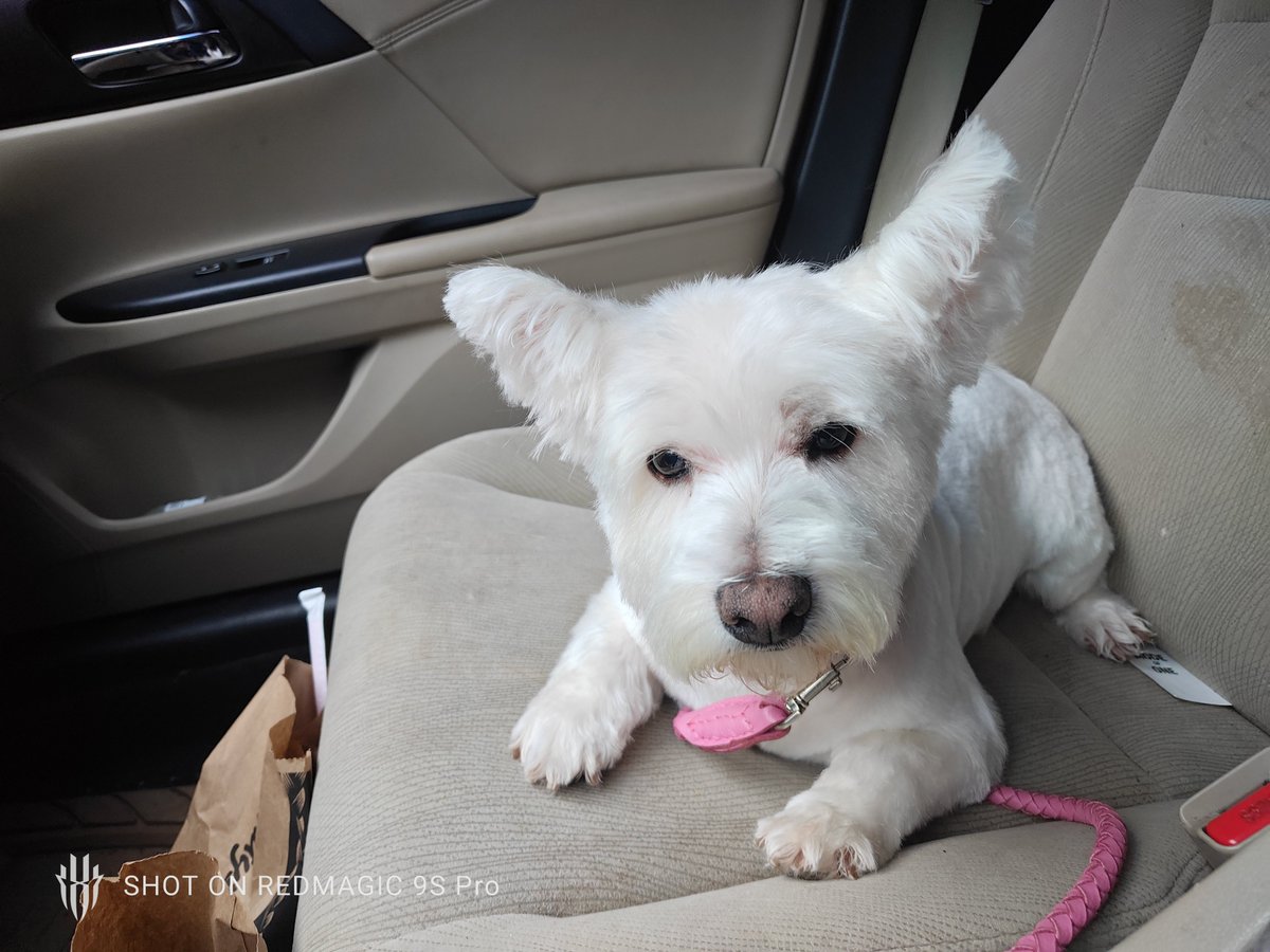 LowkeyX3ris's tweet photo. Pupster says hiiiii https://t.co/Mr7vvUu9Ip