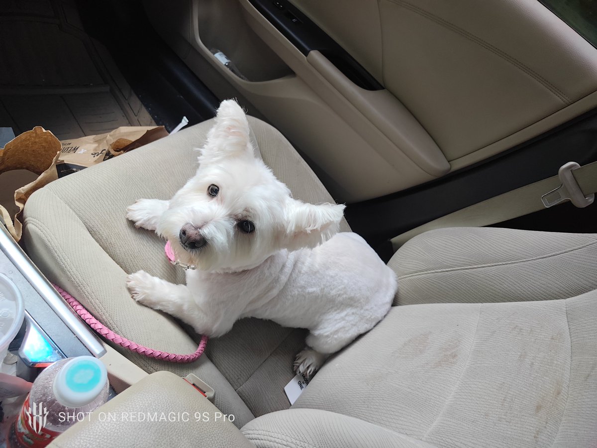 LowkeyX3ris's tweet photo. Pupster says hiiiii https://t.co/Mr7vvUu9Ip