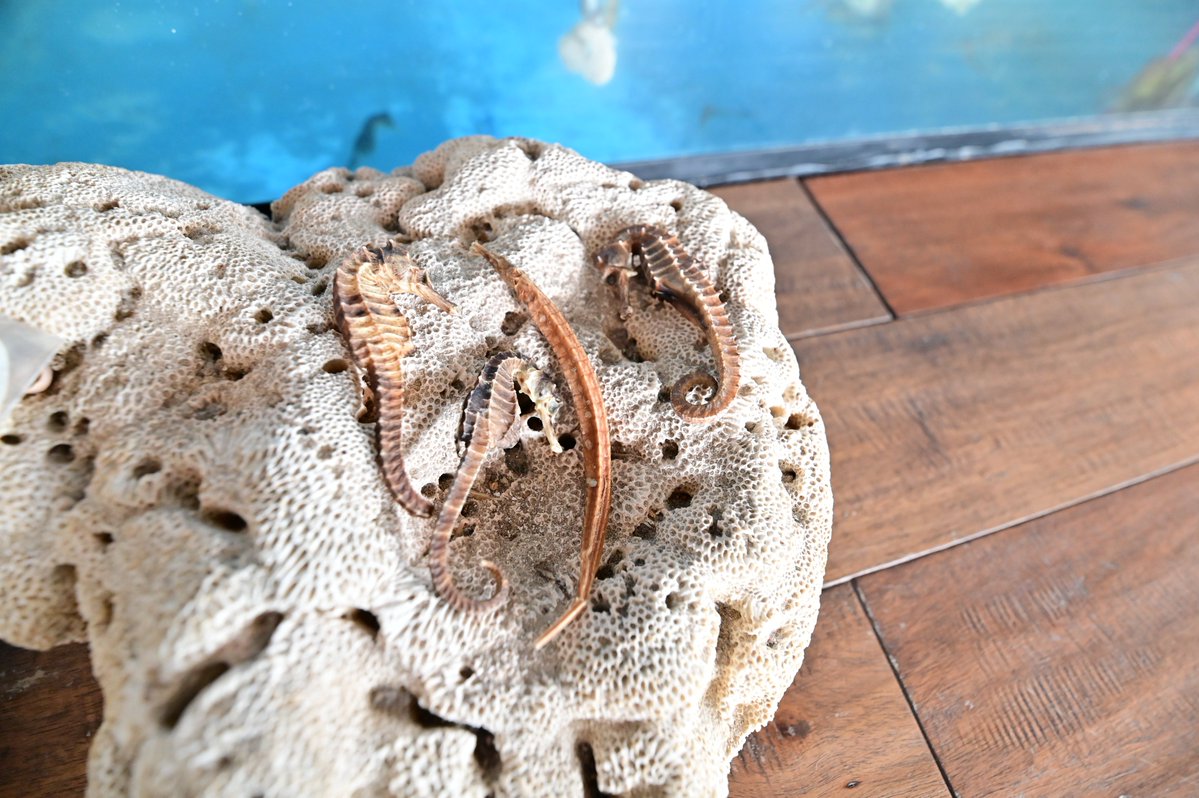 mongkang1's tweet photo. Seahorse House。　NIKON D780　TAMRON 17-35mm F2.8-4 Di OSD (A037N) https://t.co/YeQBeBSuxB