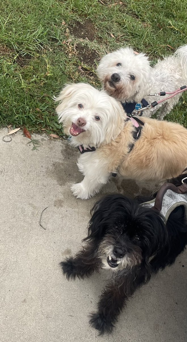 SDPetDriver's tweet photo. Good morning https://t.co/qfxrk4ZtIa