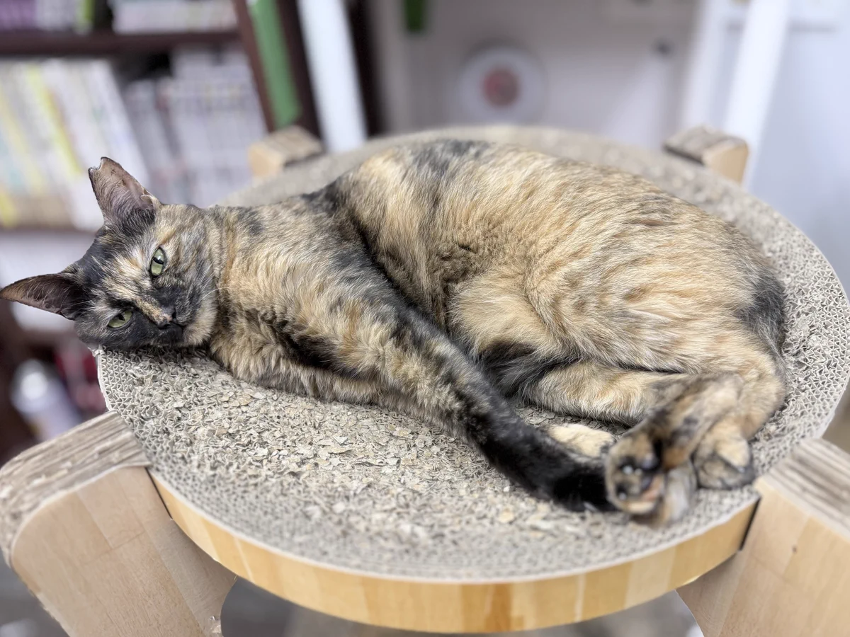 猫雑炊 保護猫かふぇ かぎしっぽ on X: 