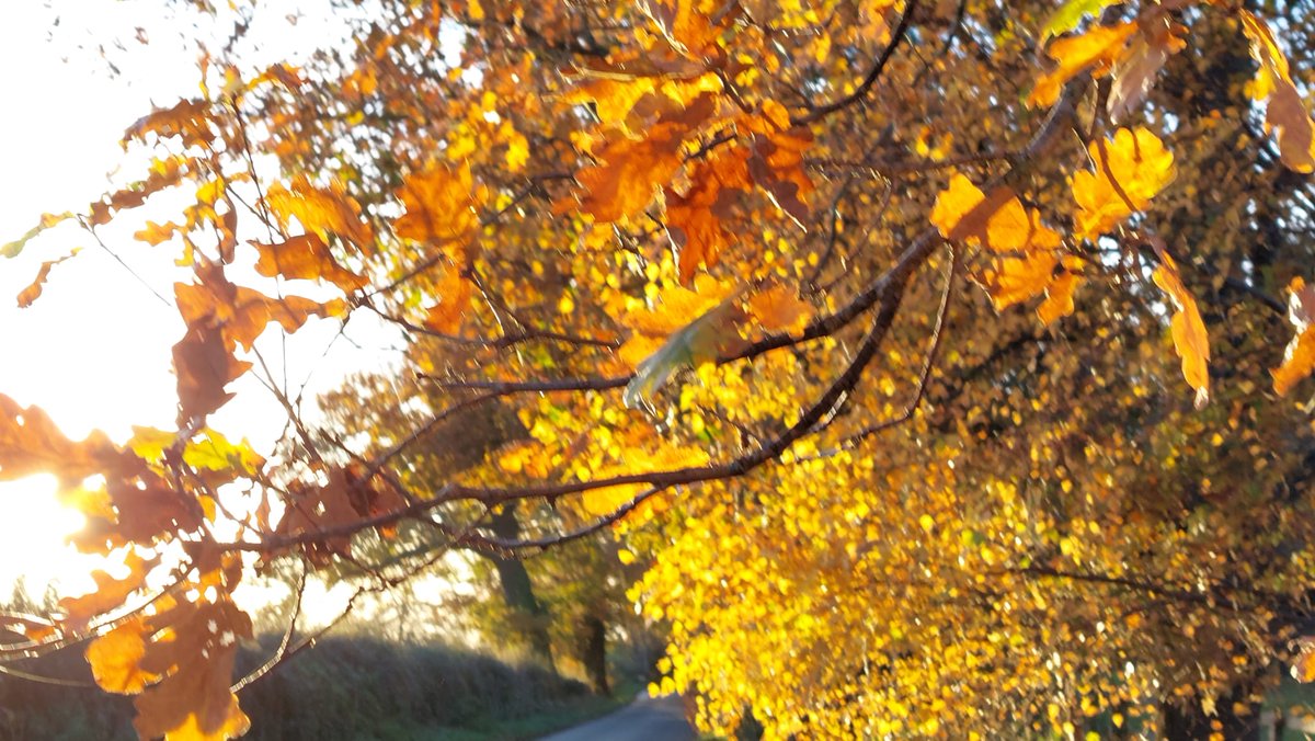 GBClarkson's tweet photo. Excited at the prospect of the return of autumn colours, & of poems upcoming in The London Magazine, The Little Review, The Los Angeles Review, The New Nottingham Journal, & Hong Kong Voice & Verse... (Even more so, after a bumper crop of rejections!)🍁🍃🍂🐈👗🍓💃#ItsBeenAWhile https://t.co/GTMLLankrR