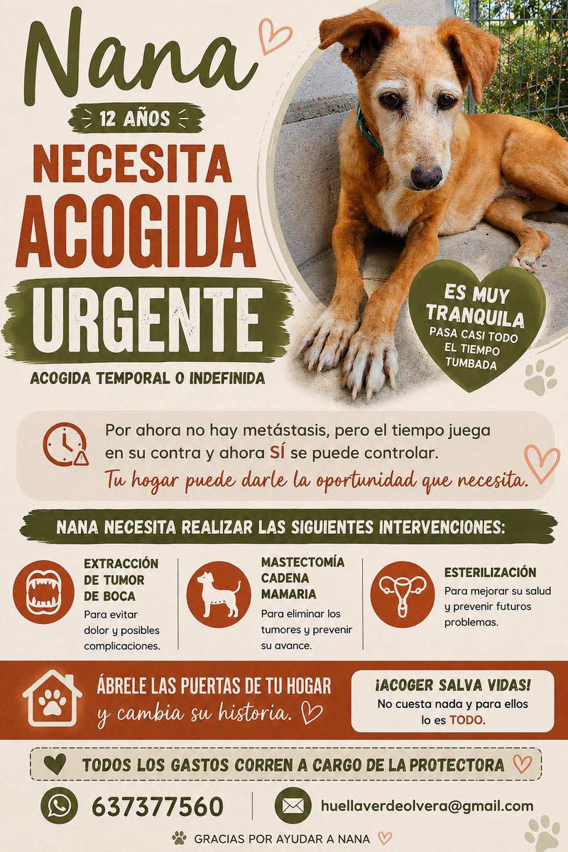 SosAbuelos1's tweet photo. #CÁDIZ
#NANA tiene 12 años y debe pasar por quirófano. Necesita una acogida ya

Hay que quitarle un tumor en la boquita. Hacerle una mastectomía de la cadena mamaria y también esterilizarla

El tiempo juega en su contra.
 
Contacto: 637377560 //  huellaverdeolvera@gmail.com https://t.co/SDkf6SyAoA