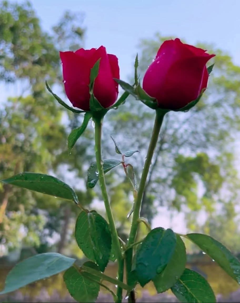 JibanaSang67549's tweet photo. জীবনটা তখনই সুন্দর হয়, যখন প্রিয় মানুষটি সবসময় পাশে থাকে। 

গরীব মানুষ, https://t.co/PAasReBR6H