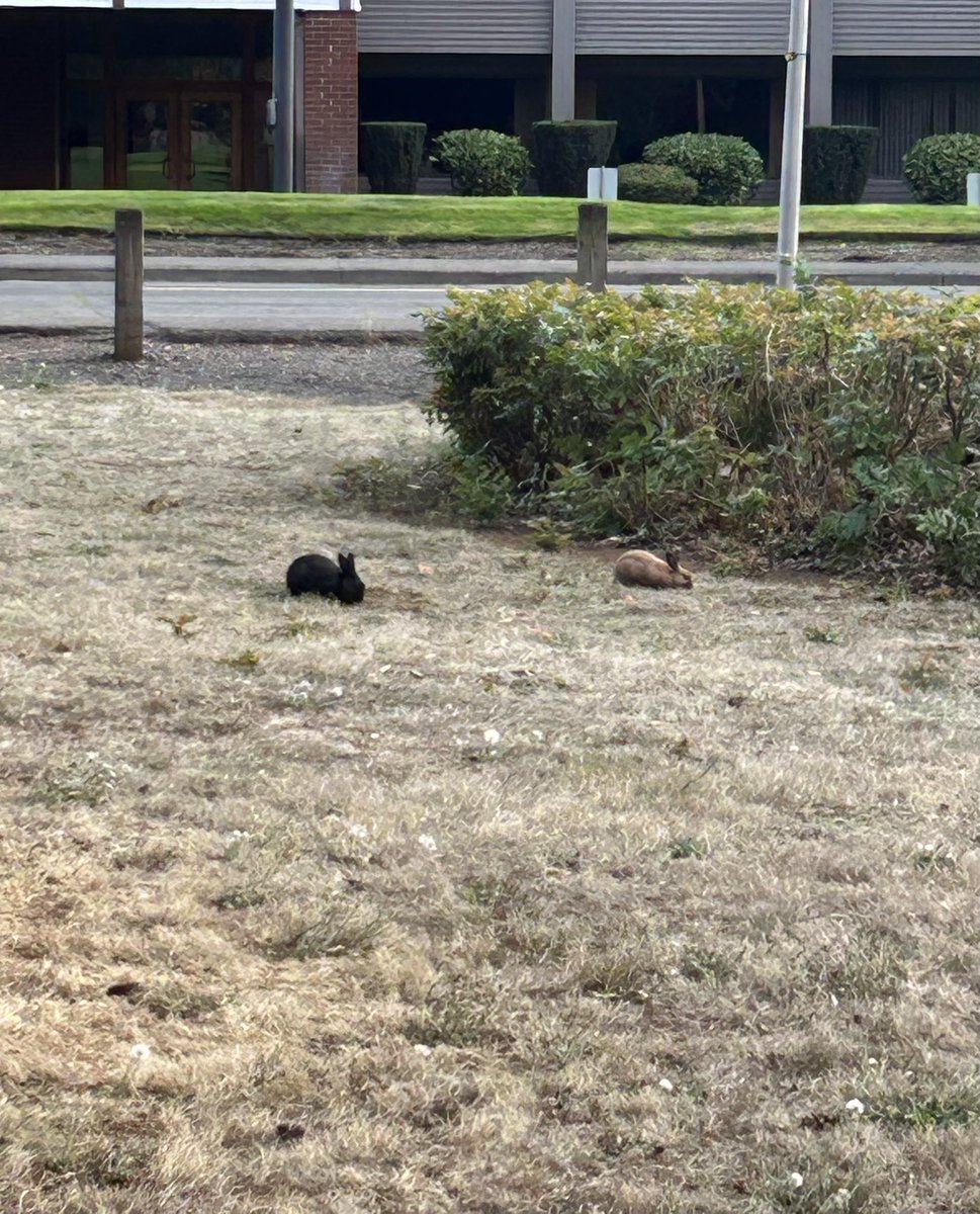 dreamypawsVT's tweet photo. i also saw these two cute bunnies https://t.co/TpLTBCWuyE