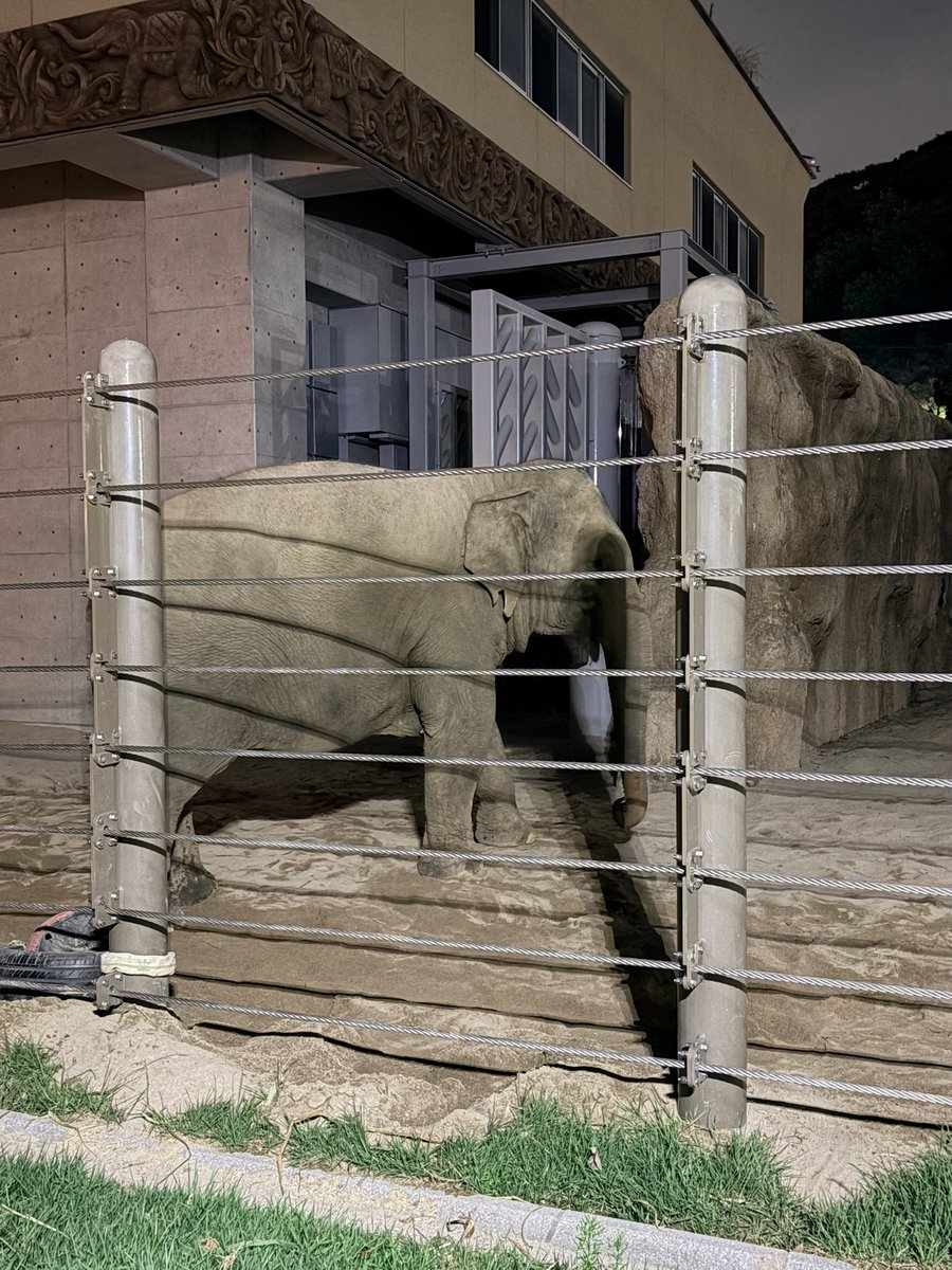 Song0617's tweet photo. 夜の動物園楽しかった https://t.co/KVL5qPNCTr