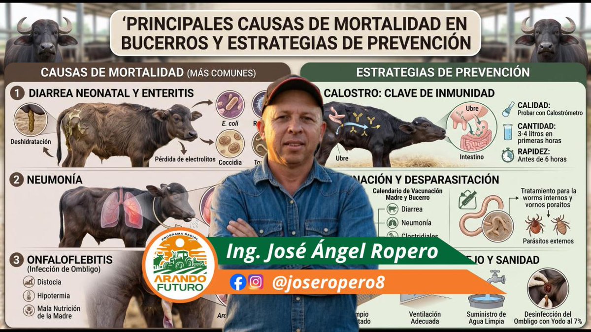 ArandoFuturo's tweet photo. Mortalidad en Bucerros: Causas Críticas y Prevención Técnica, El 90% de los problemas empiezan en el ombligo o en el calostro.

Análisis completo en video: https://t.co/K88GyOhV5T https://t.co/x5ac7riN98